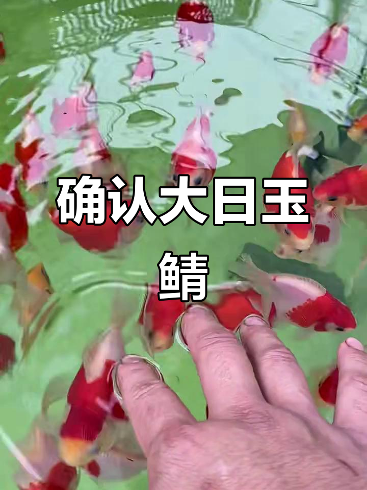 大日玉鲭确认无误,毫无争议