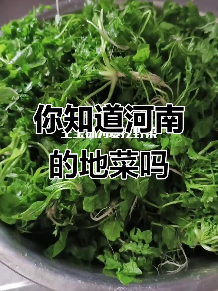 河南的“地菜”你叫它什么?野菜的独特魅力