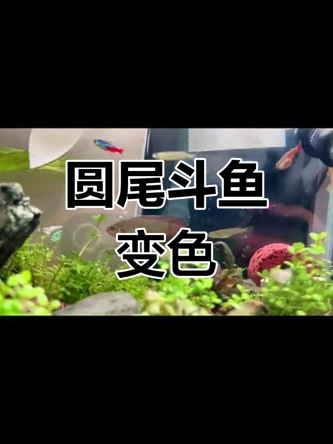 圆尾斗鱼发色变化,竟成中国红!