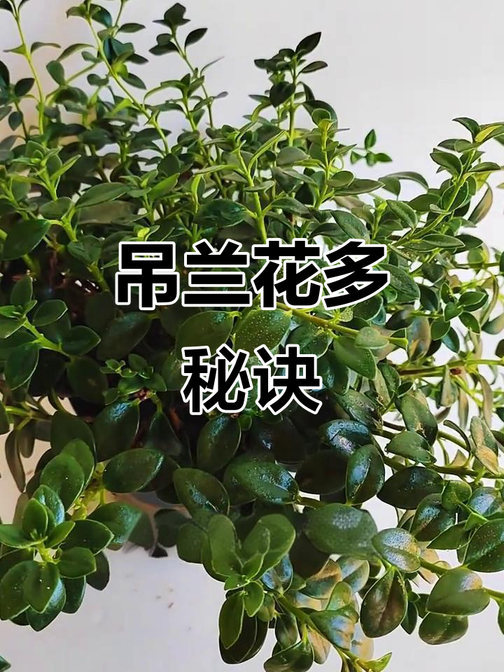 金鱼吊兰修剪得当,花开更繁盛!