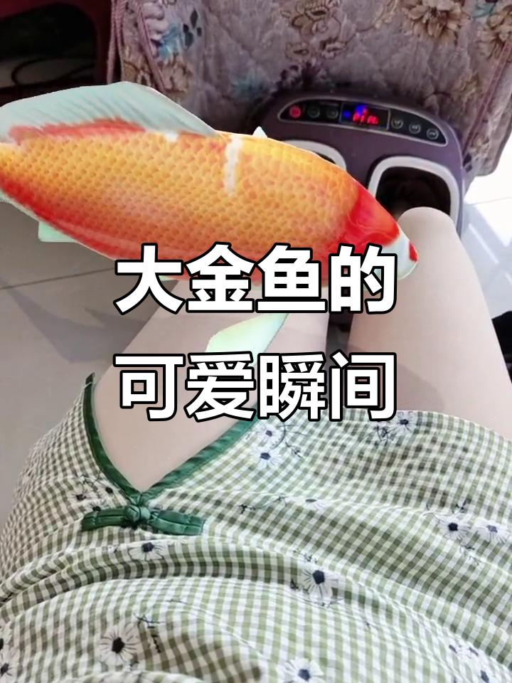 超大金鱼来袭,萌态十足!
