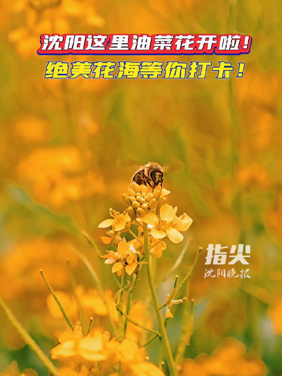 沈阳这里的油菜花开啦!绝美花海等你打卡!