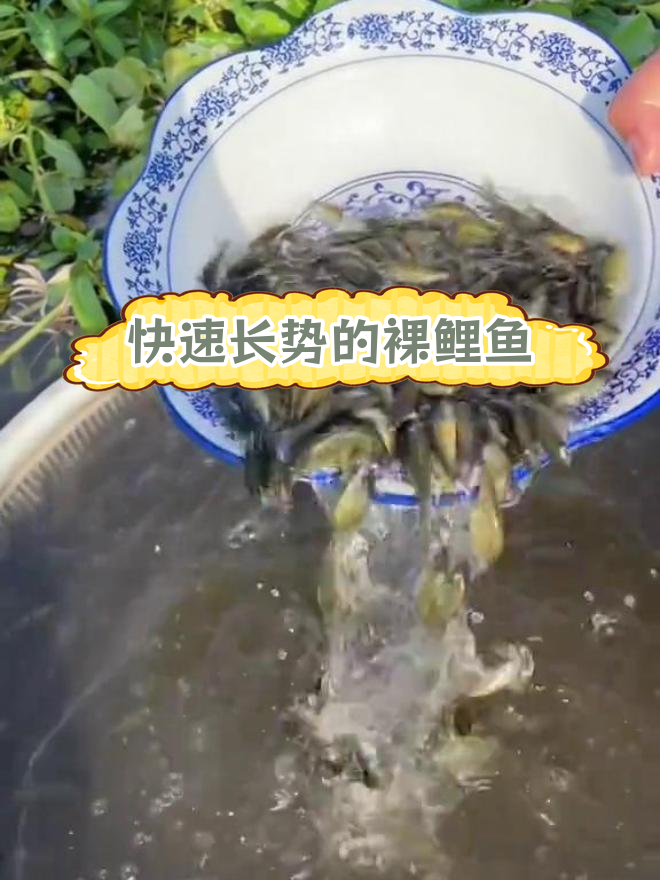 裸鲤鱼:病害少、生长快,一年可增重3-5斤