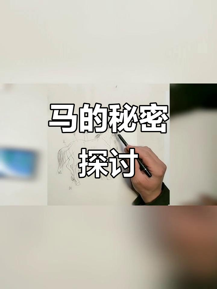 了解马的身体结构,一起探索更多马的奥秘!