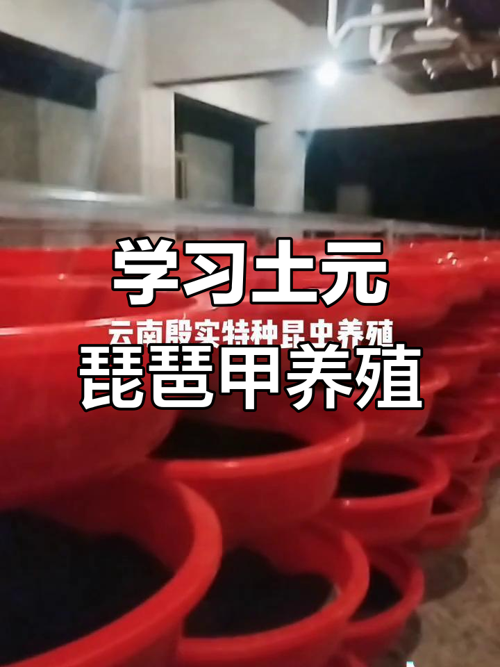土元琵琶甲养殖技术大揭秘,欢迎参观学习