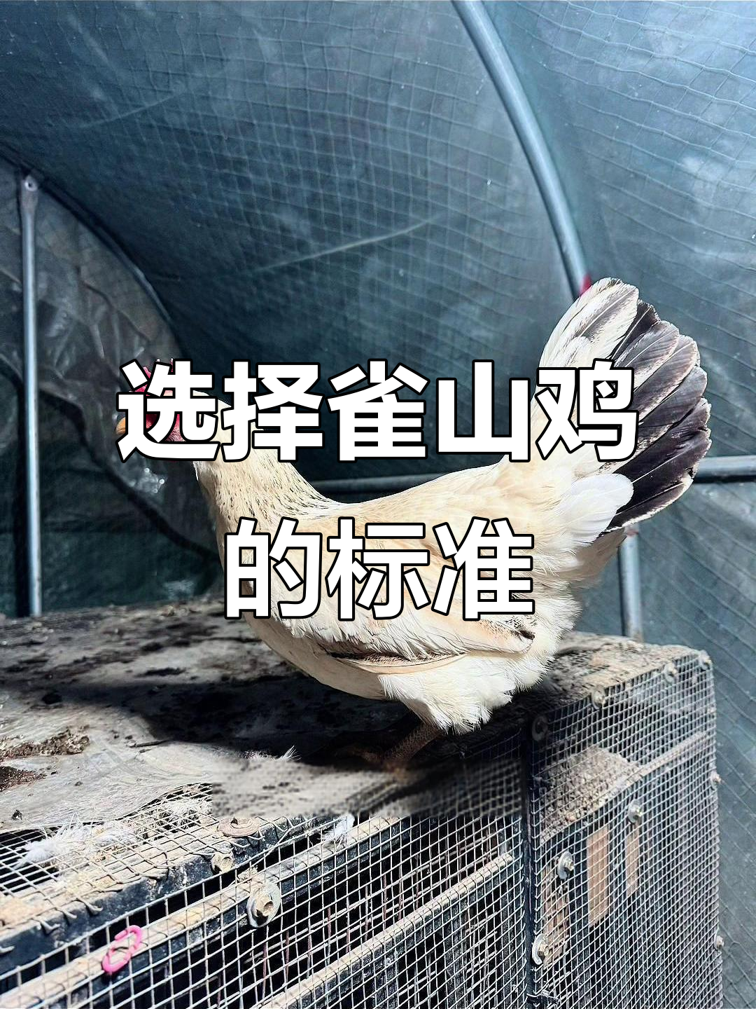 雀山鸡的纯与不纯:如何选择最适合你的品种