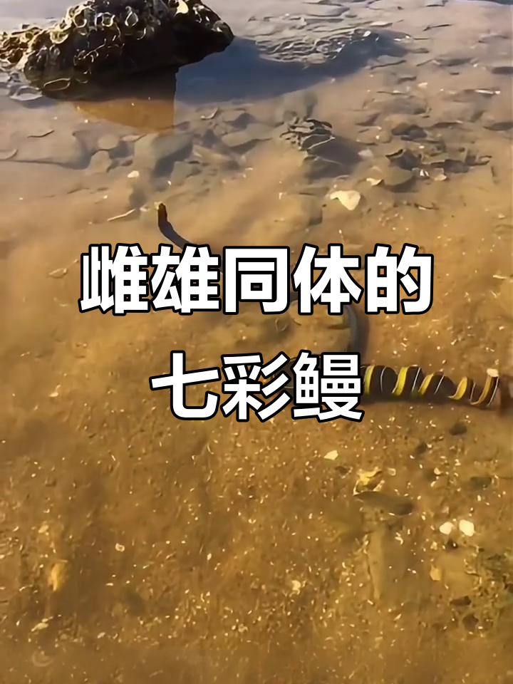 七彩鳗鱼竟是雌雄同体,揭秘神奇生物