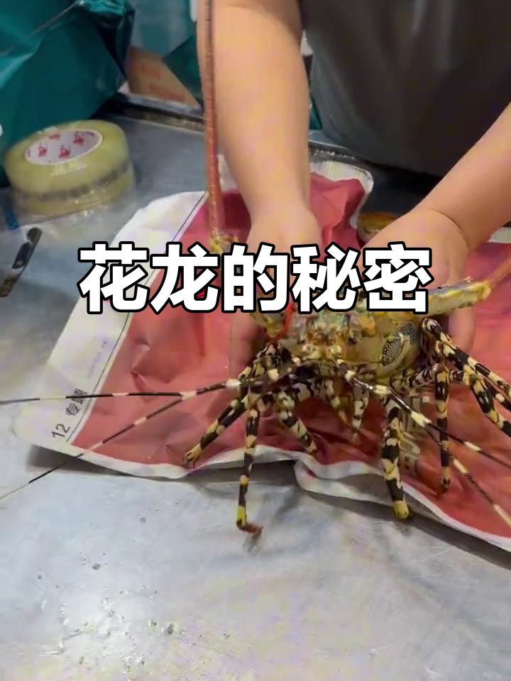 中华锦绣龙虾为何成保护动物?了解花龙背后的故事