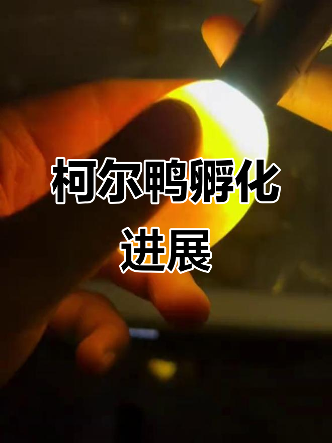 柯尔鸭孵化日记:第七天照蛋,血丝明显