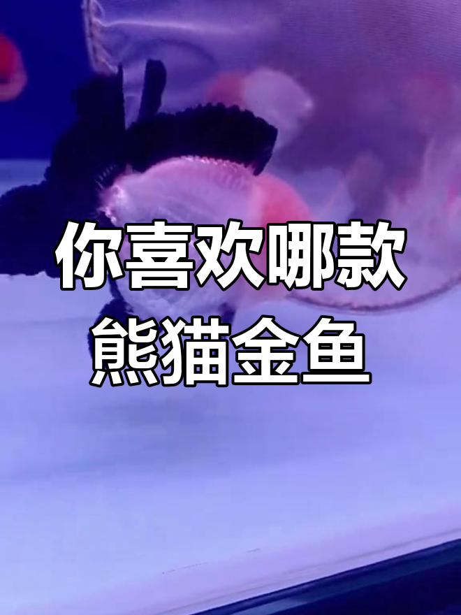 熊猫金鱼种类大揭秘,哪种最受欢迎?