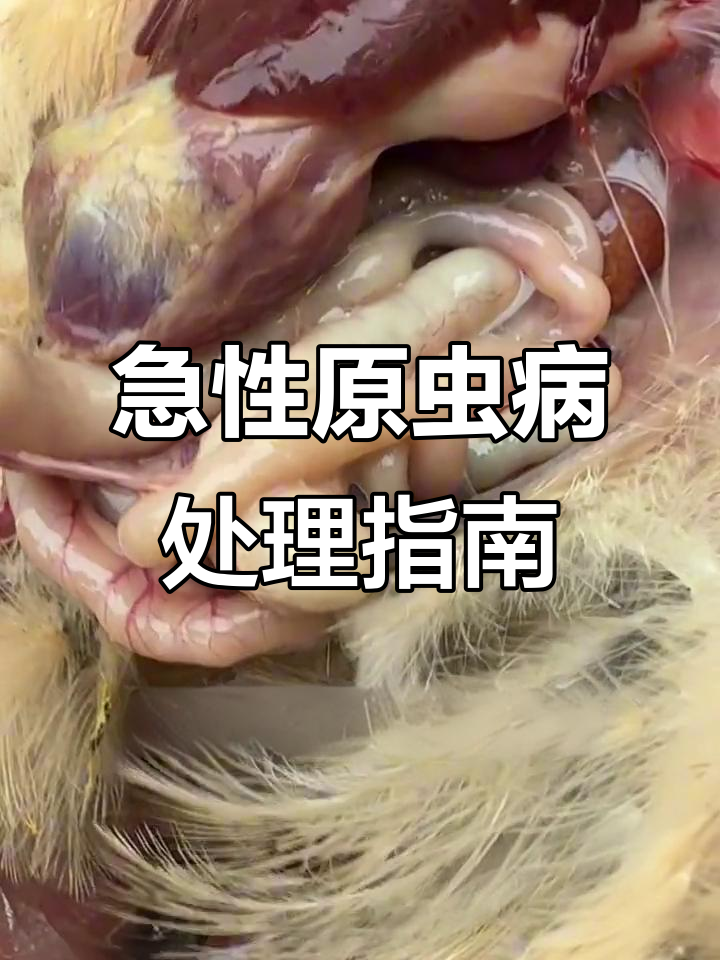 鸡群盲肠肝炎爆发,火山口样溃疡如何应对?