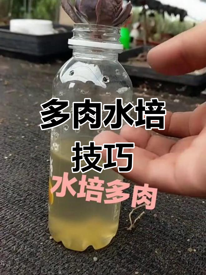 水培多肉植物,掌握正确方法避免黑腐