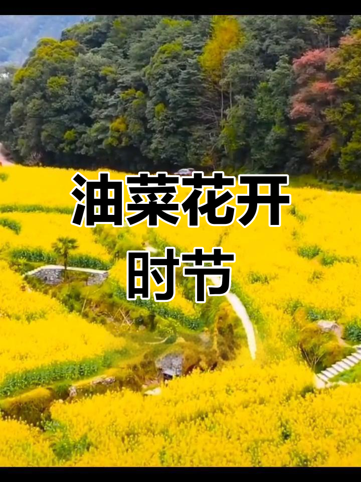 春天油菜花海,金黄一片
