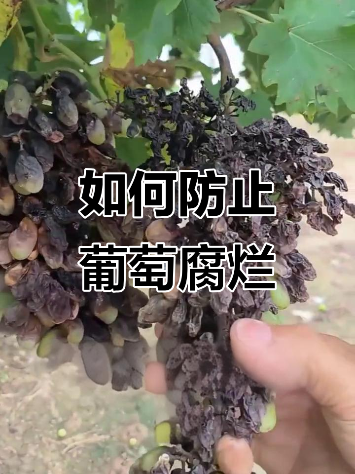 葡萄炭疽病防治全攻略,避免烂果掉粒