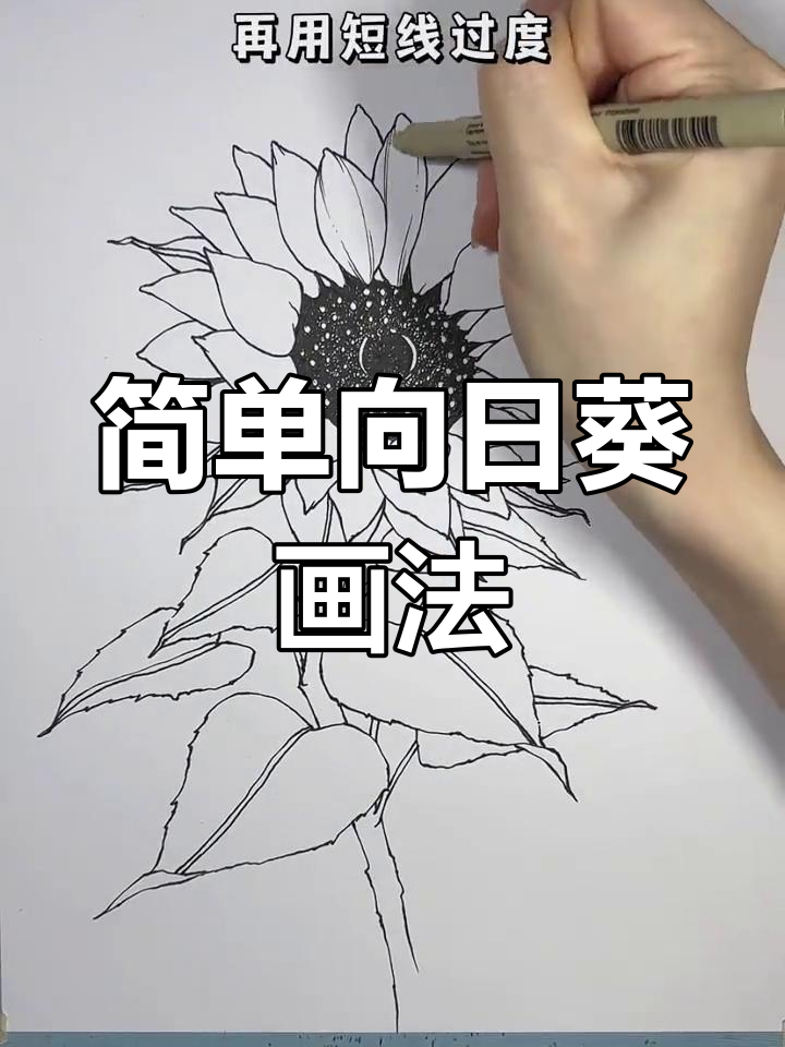 向日葵黑白线描画教程,轻松学会