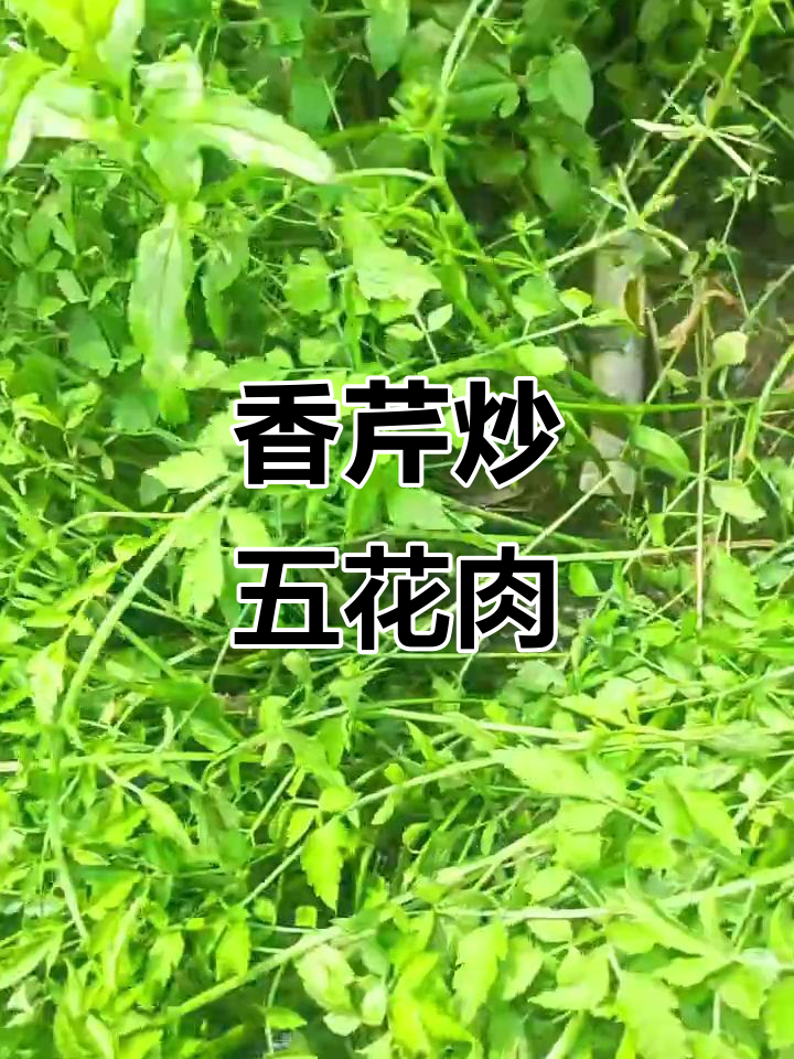 野芹菜炒肉,香气扑鼻的完美搭配
