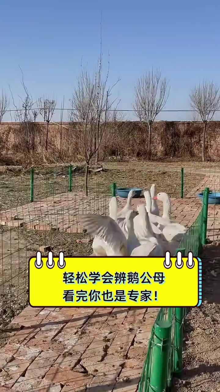 轻松学会辨鹅公母,看完你也是专家!