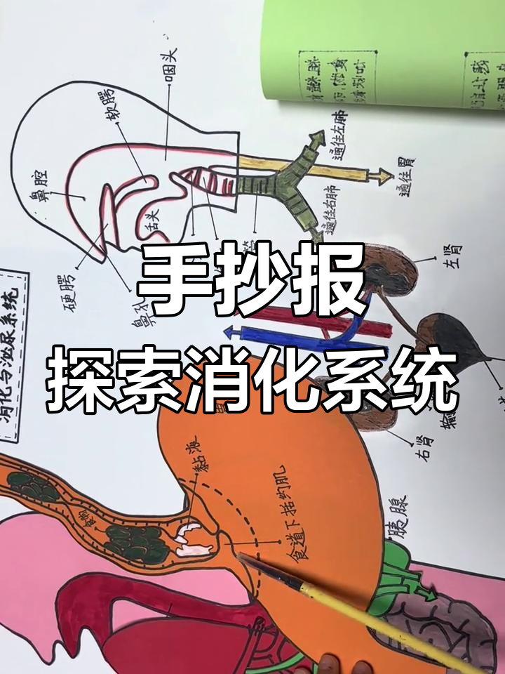 一年级学生手抄报:消化系统大揭秘,带你了解身体奥秘