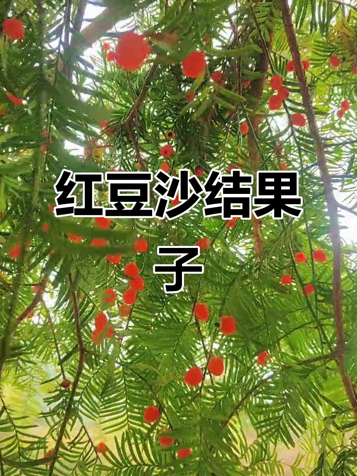 一颗红豆沙竟能结这么多果子，太神奇了！