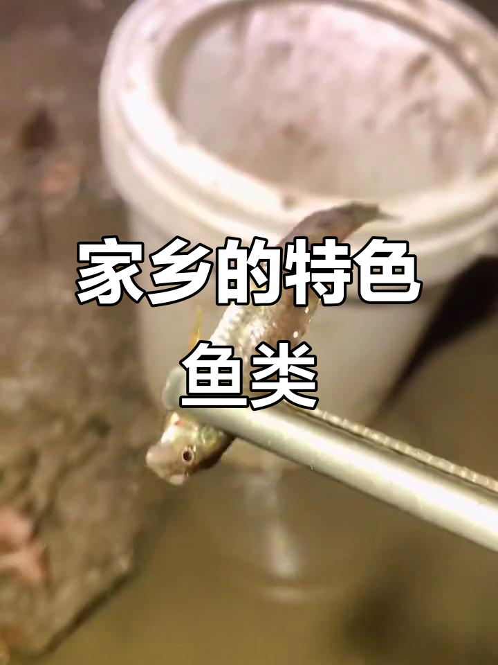 这种鱼在我们那儿叫大脑壳,今晚九点一起捕大乌棒!