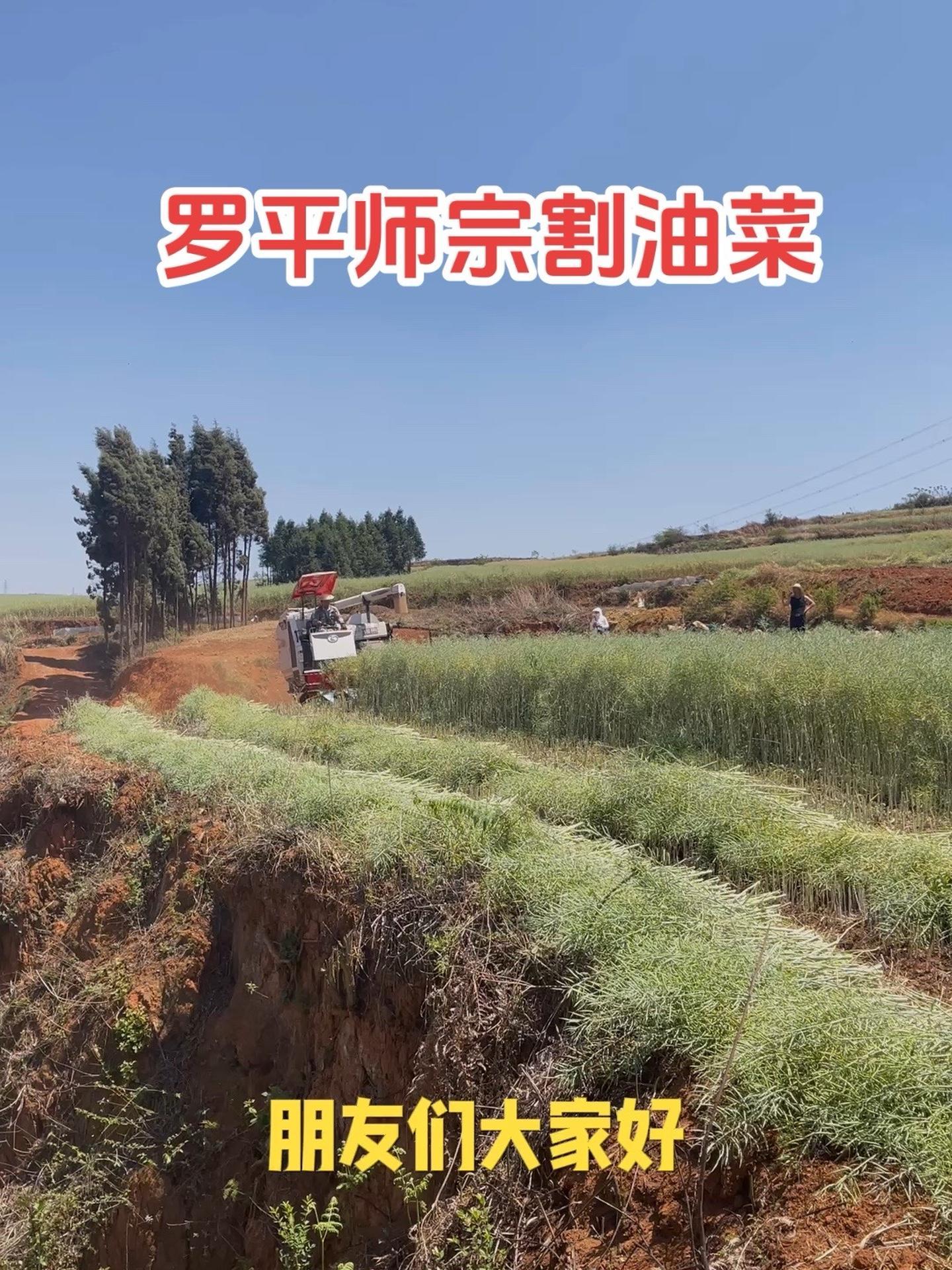 罗平师宗,开始割油菜了 抖音助农 油菜花 油菜割晒机