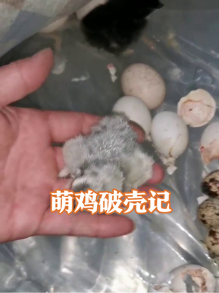刚破壳的小鸡崽有多萌?黑毛灰毛挤一团,手一碰就炸毛!