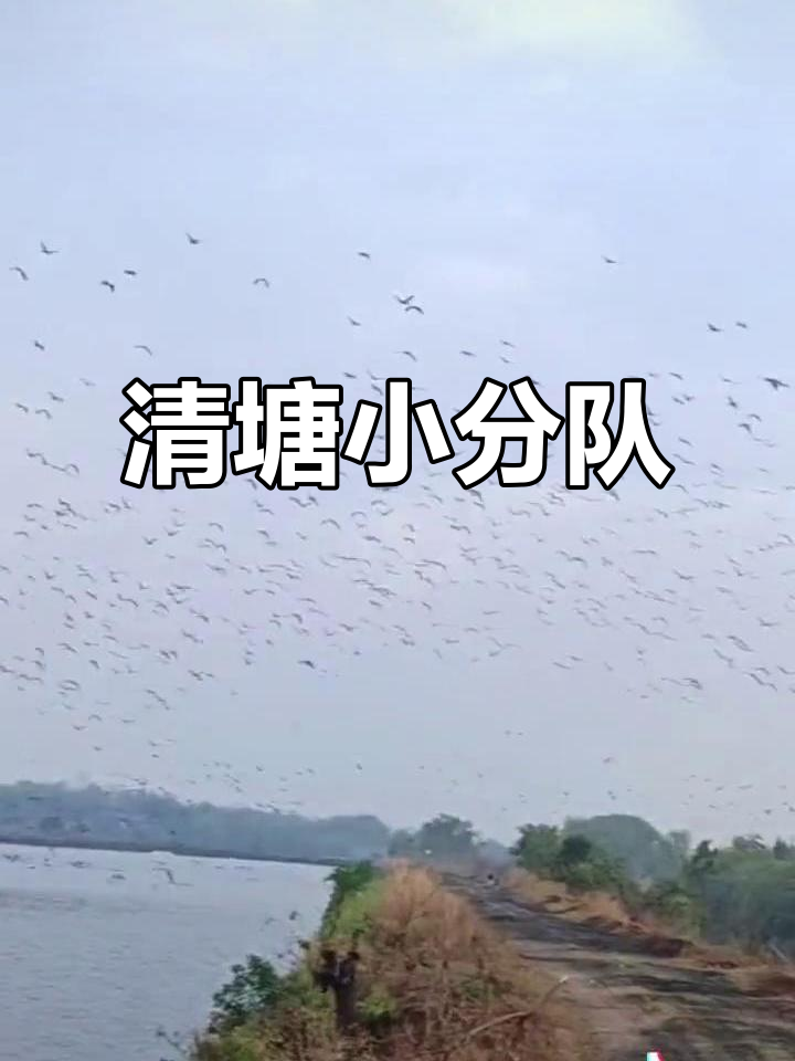野鸬鹚空中降落,潜水捕鱼,一天能吞二斤!