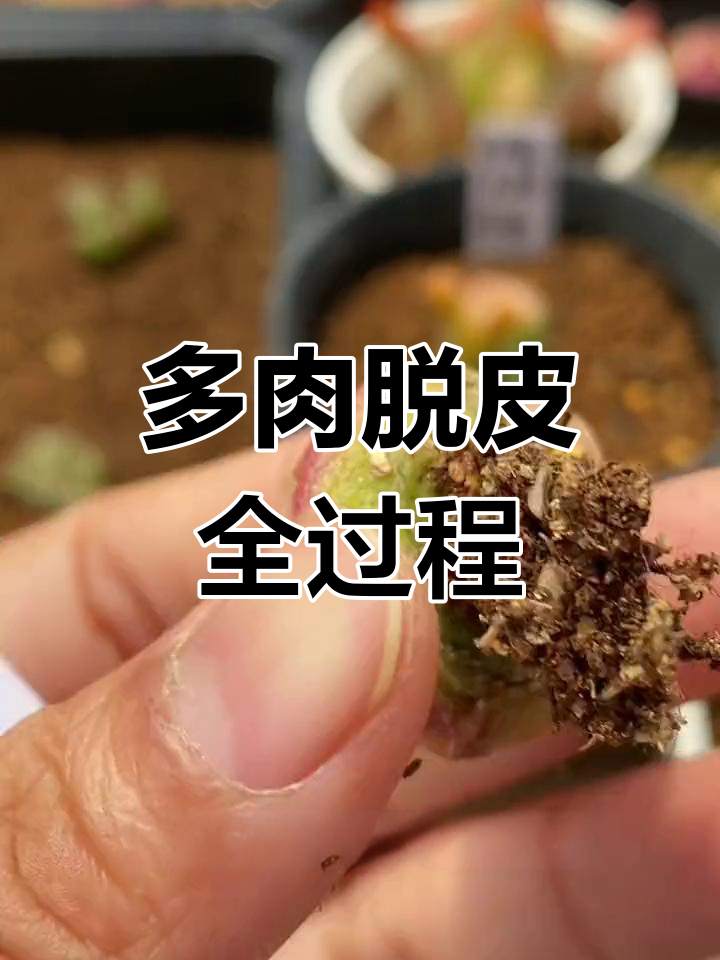 灯泡多肉脱皮过程揭秘