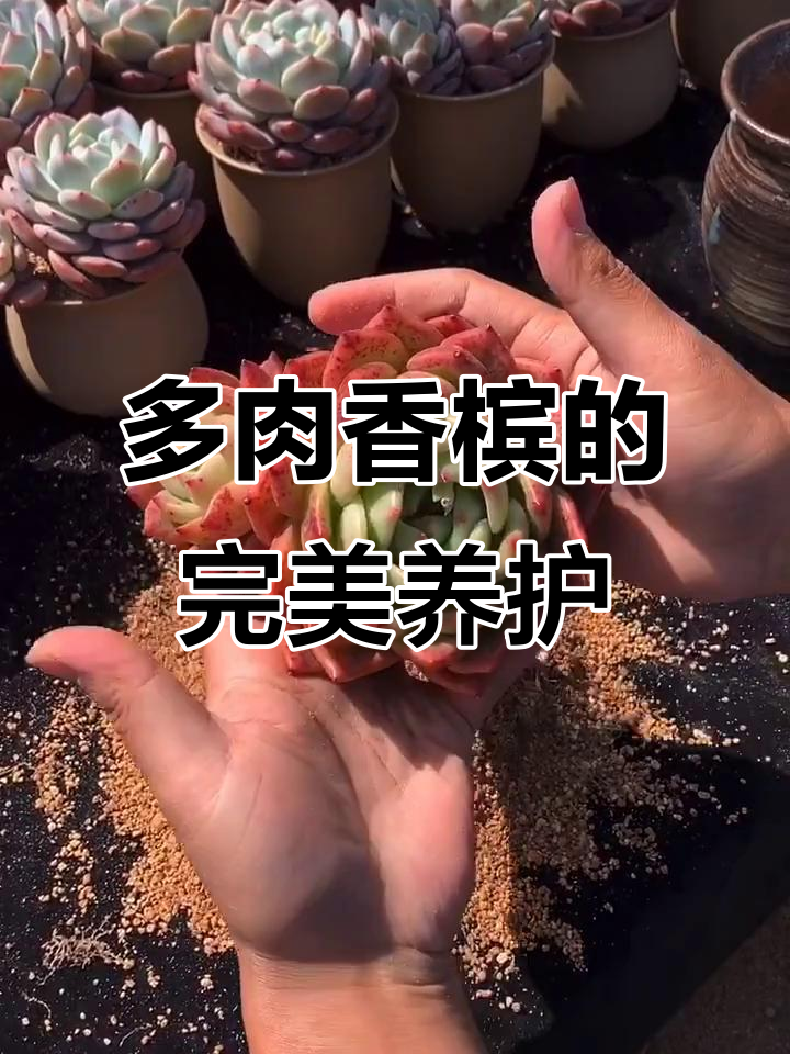 香槟美到极致,多肉寄养状态大揭秘