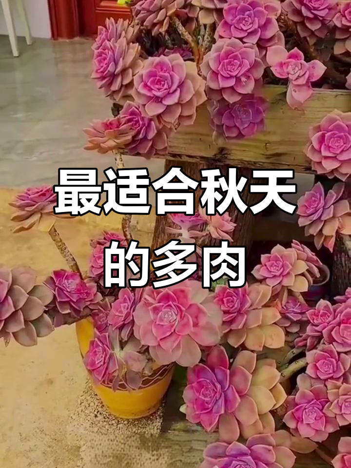 秋季最值得入手的多肉品种,选这些准没错