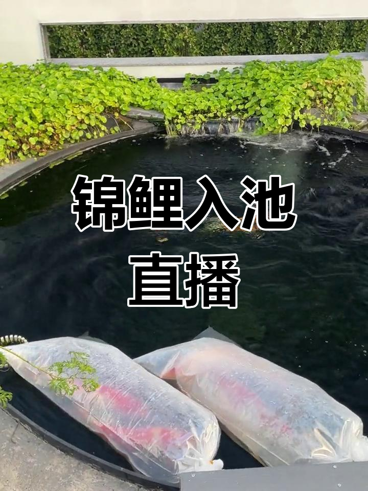 塑料鱼池锦鲤大迁徙,二十条新成员加入!