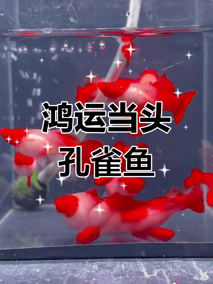 红头红尾孔雀鱼,养在家里喜庆又易活