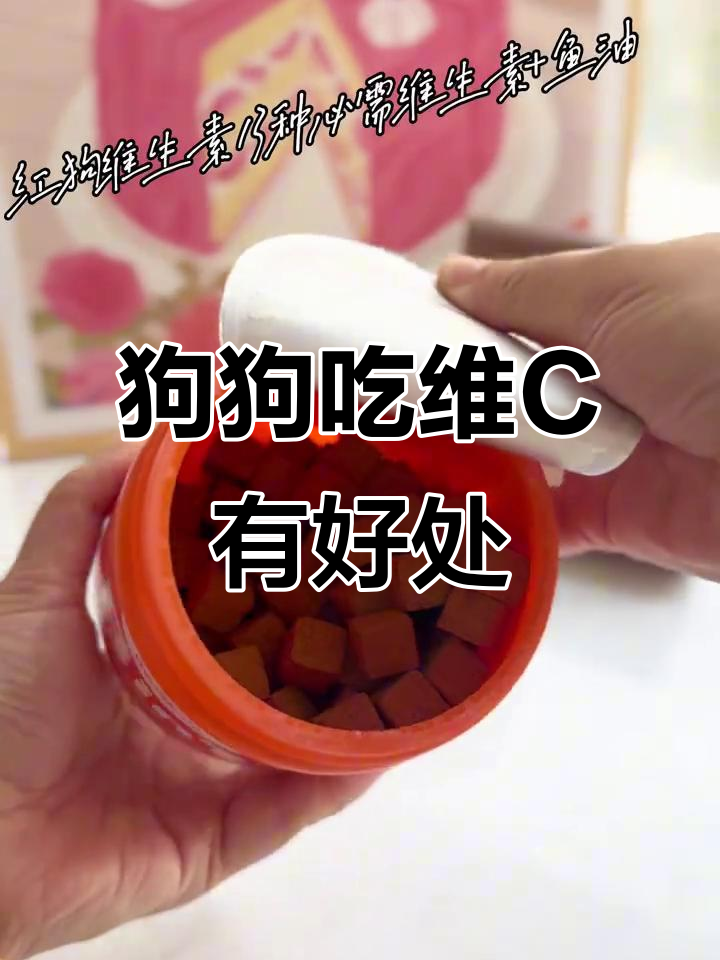 狗狗毛发亮丽秘诀：维生素和鱼油不可少