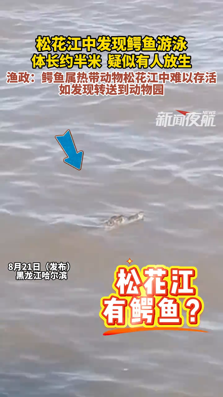 男子发现两只鳄鱼在松花江中游泳,疑似有人将其放生到江中