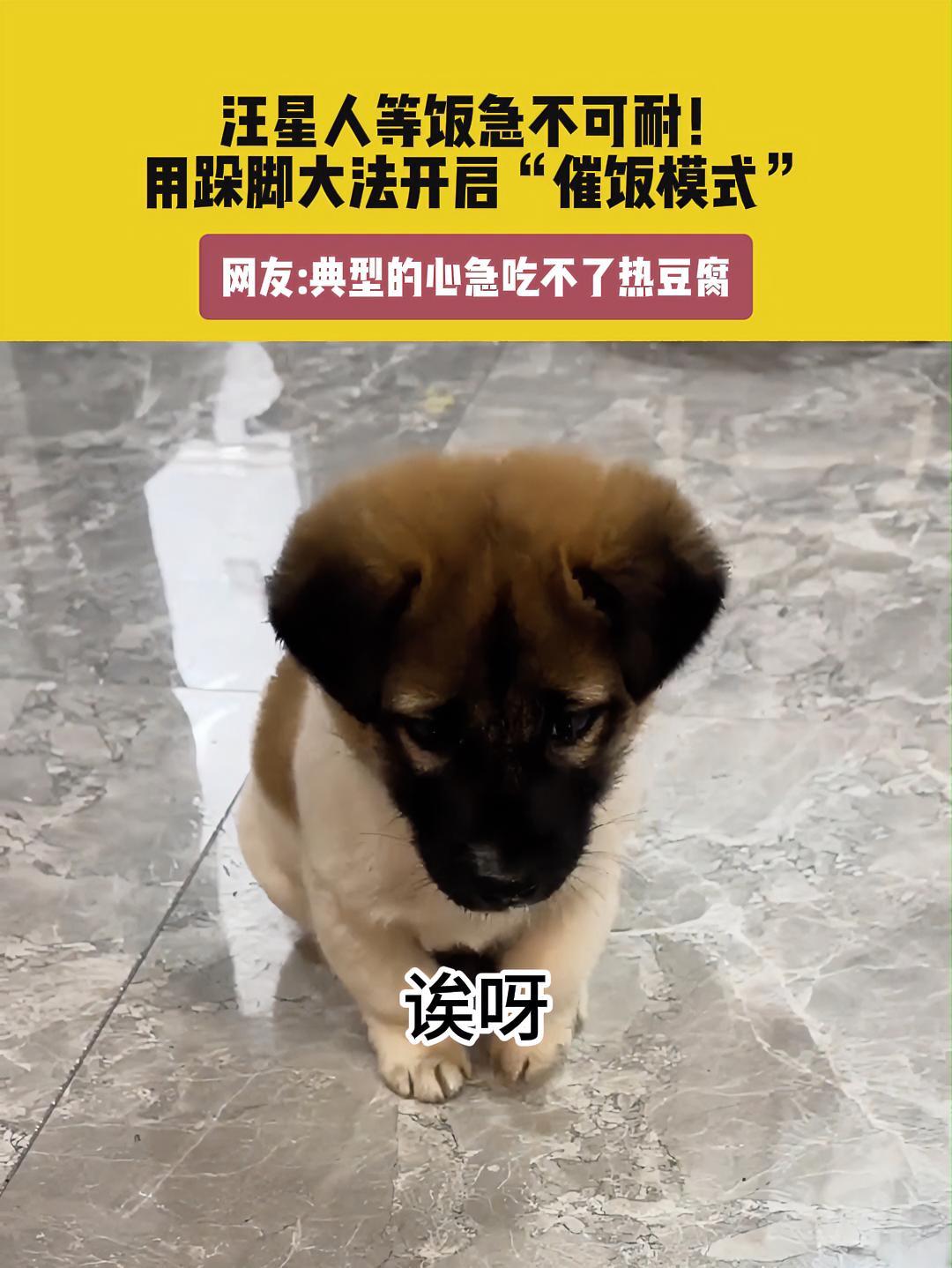 2月6日(发布),重庆,素材来源@剁椒汉堡。汪星人等饭急不可耐!用剁脚大法开启“催饭模式”