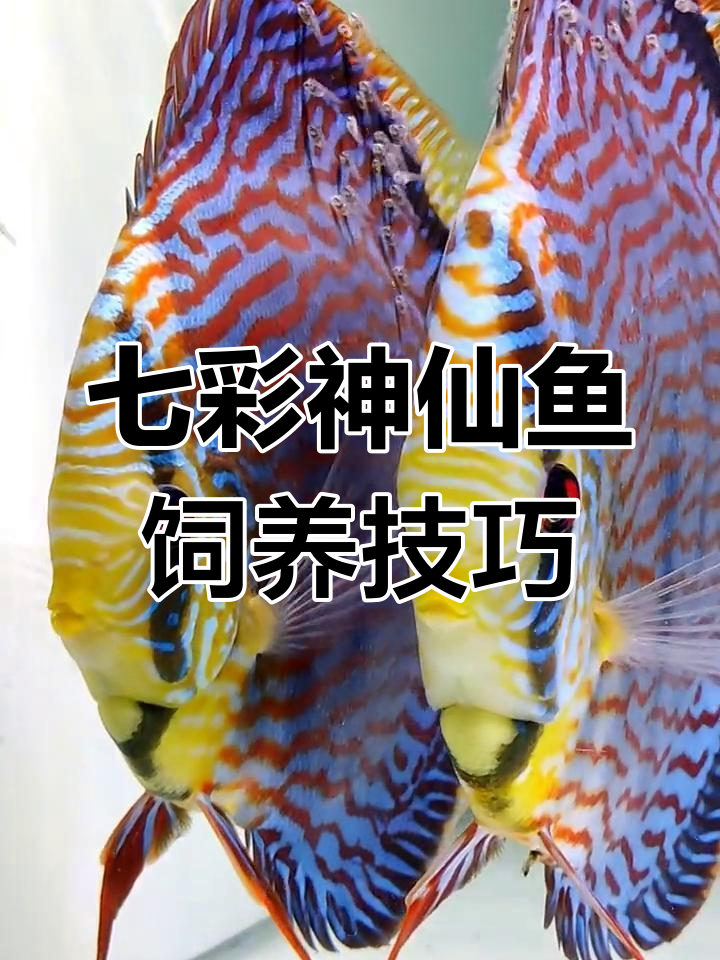 养好七彩神仙鱼的三大关键步骤