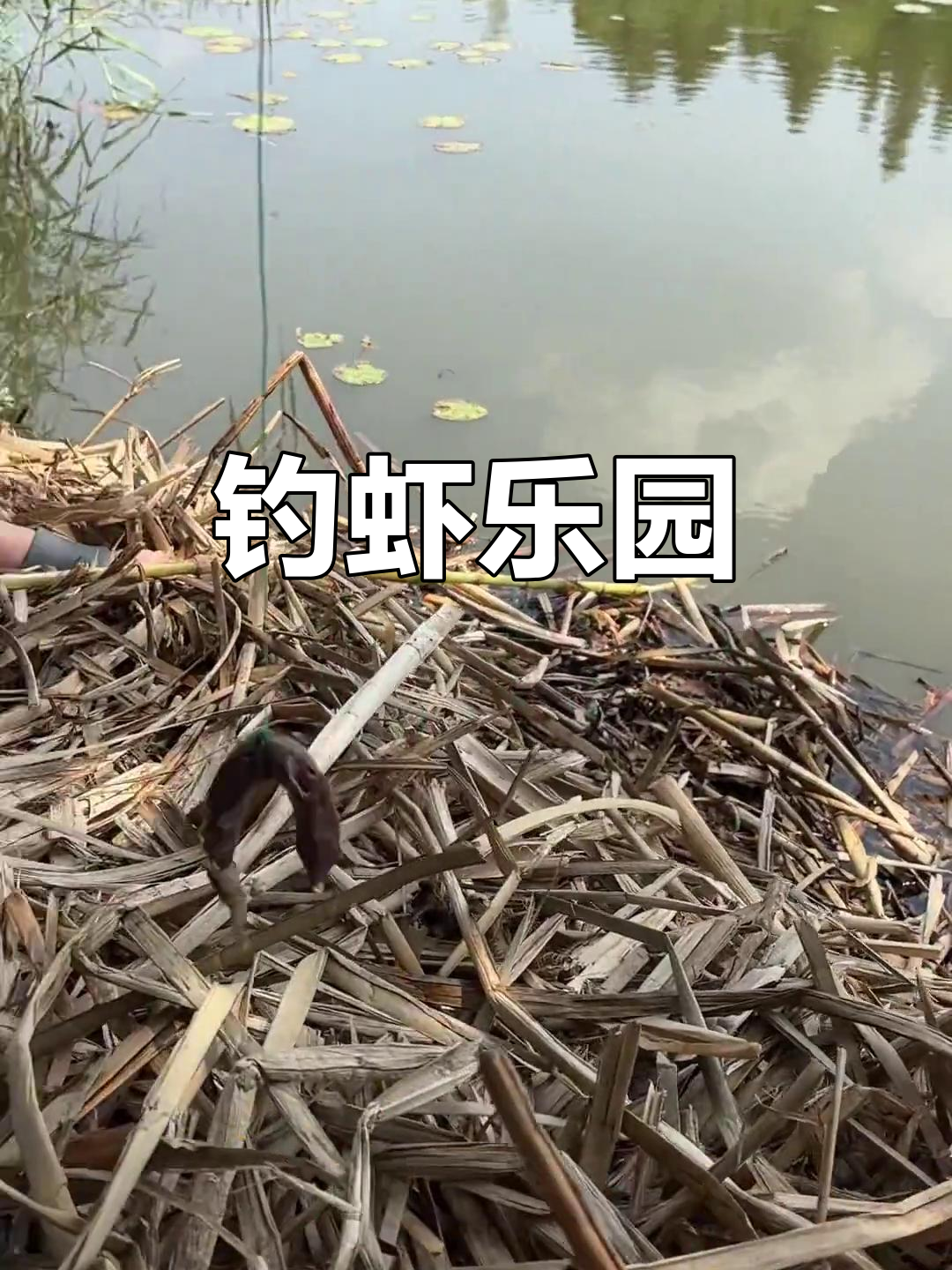 宝丰湿地公园钓虾,新手也能轻松上手!