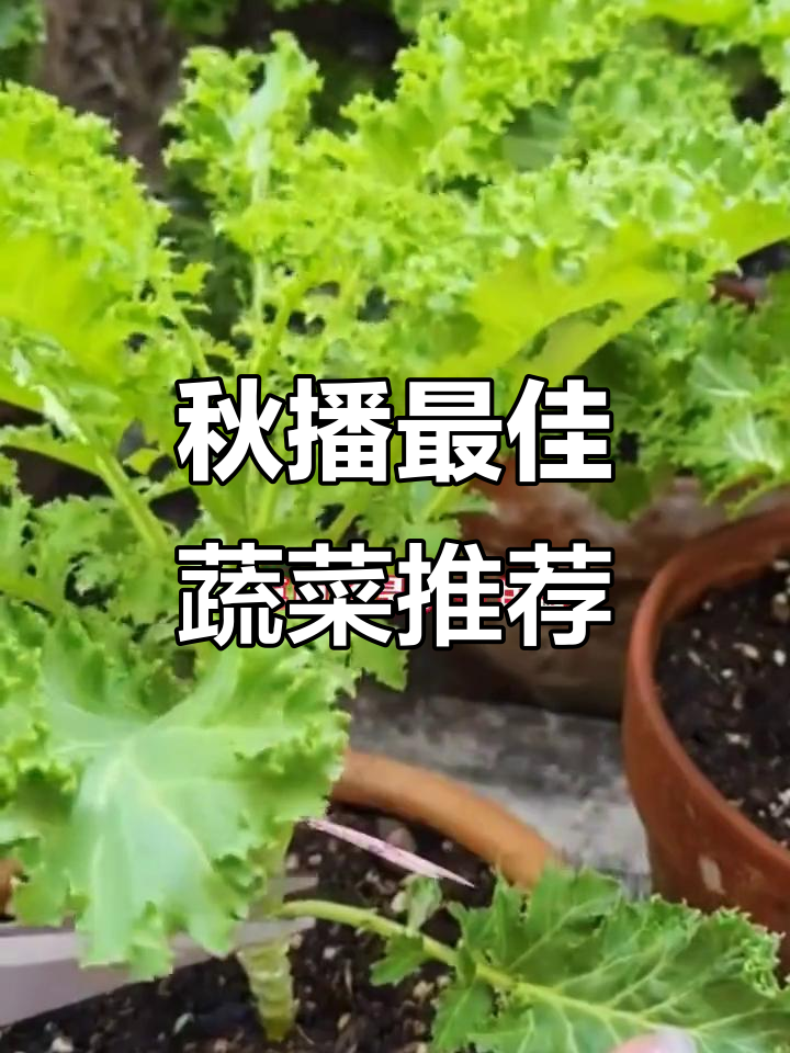 秋冬必备！这些蔬菜秋天种，越冷越好