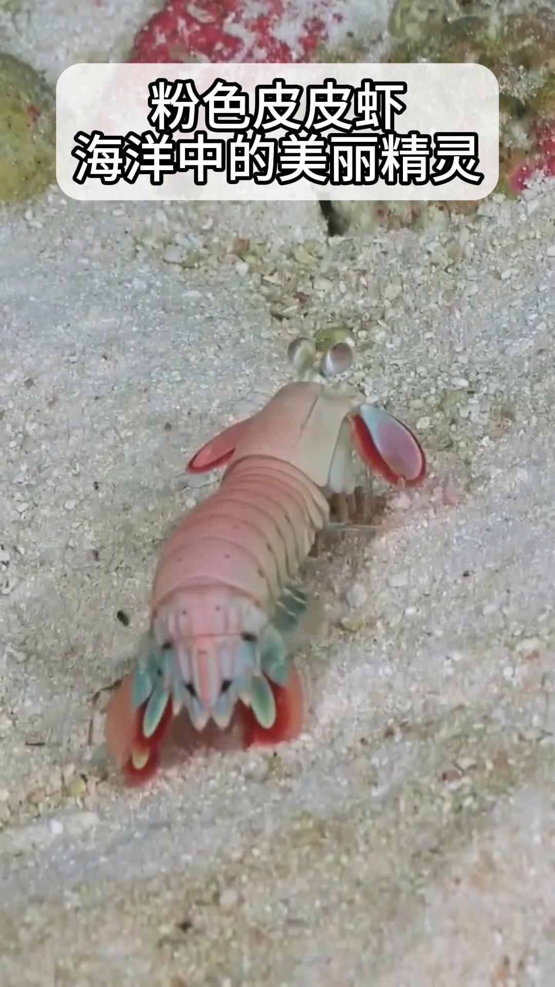 粉色皮皮虾,海洋中的美丽精灵