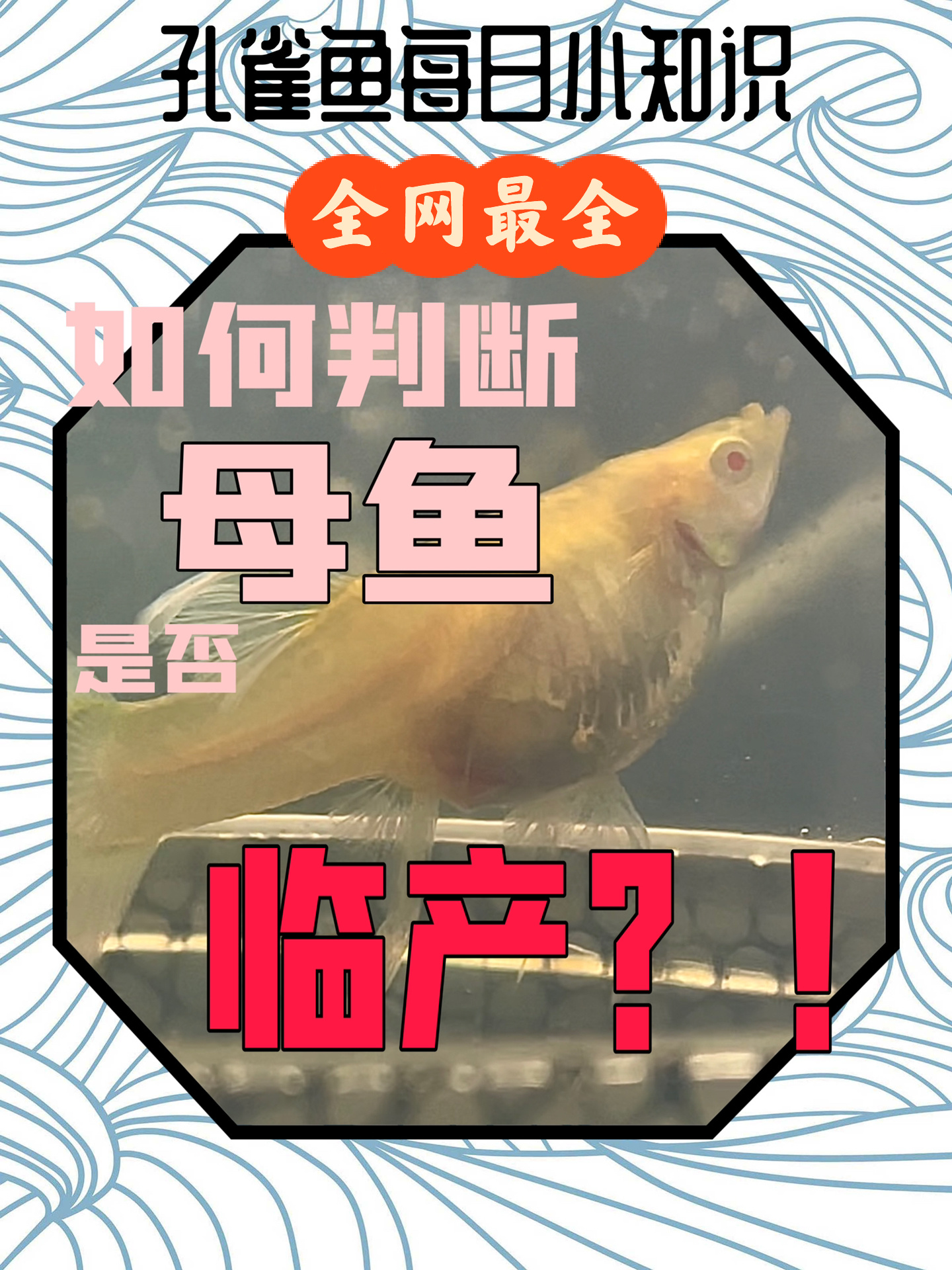 如何判断母鱼是否临产?!