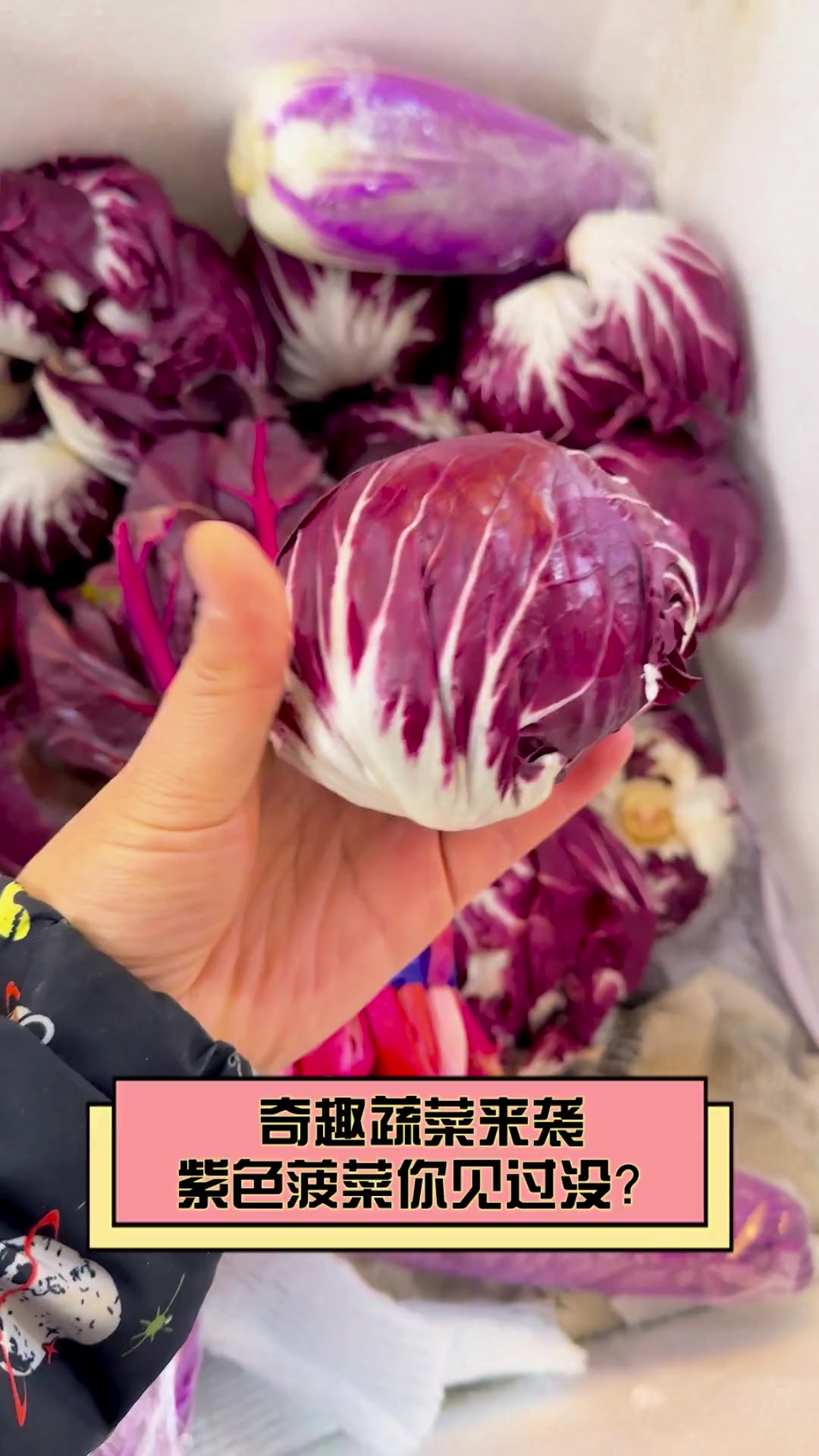奇趣蔬菜来袭,紫色菠菜你见过没?
