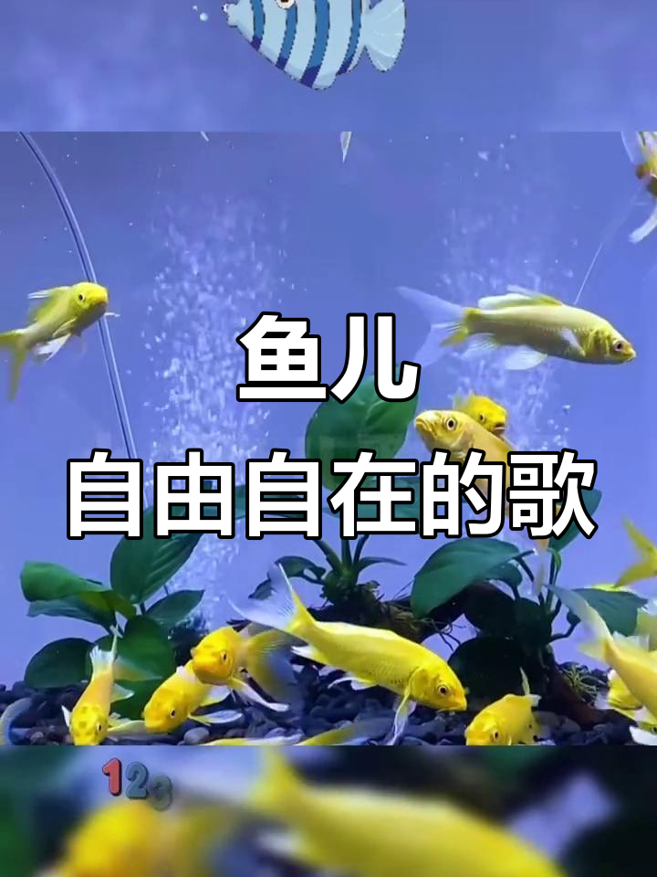 小金鱼水中游,一起钓鱼儿歌