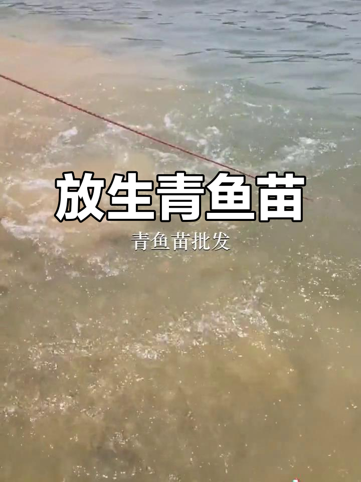 广州沙湾鱼苗场放生,佛山龙江与惠州平的精彩瞬间
