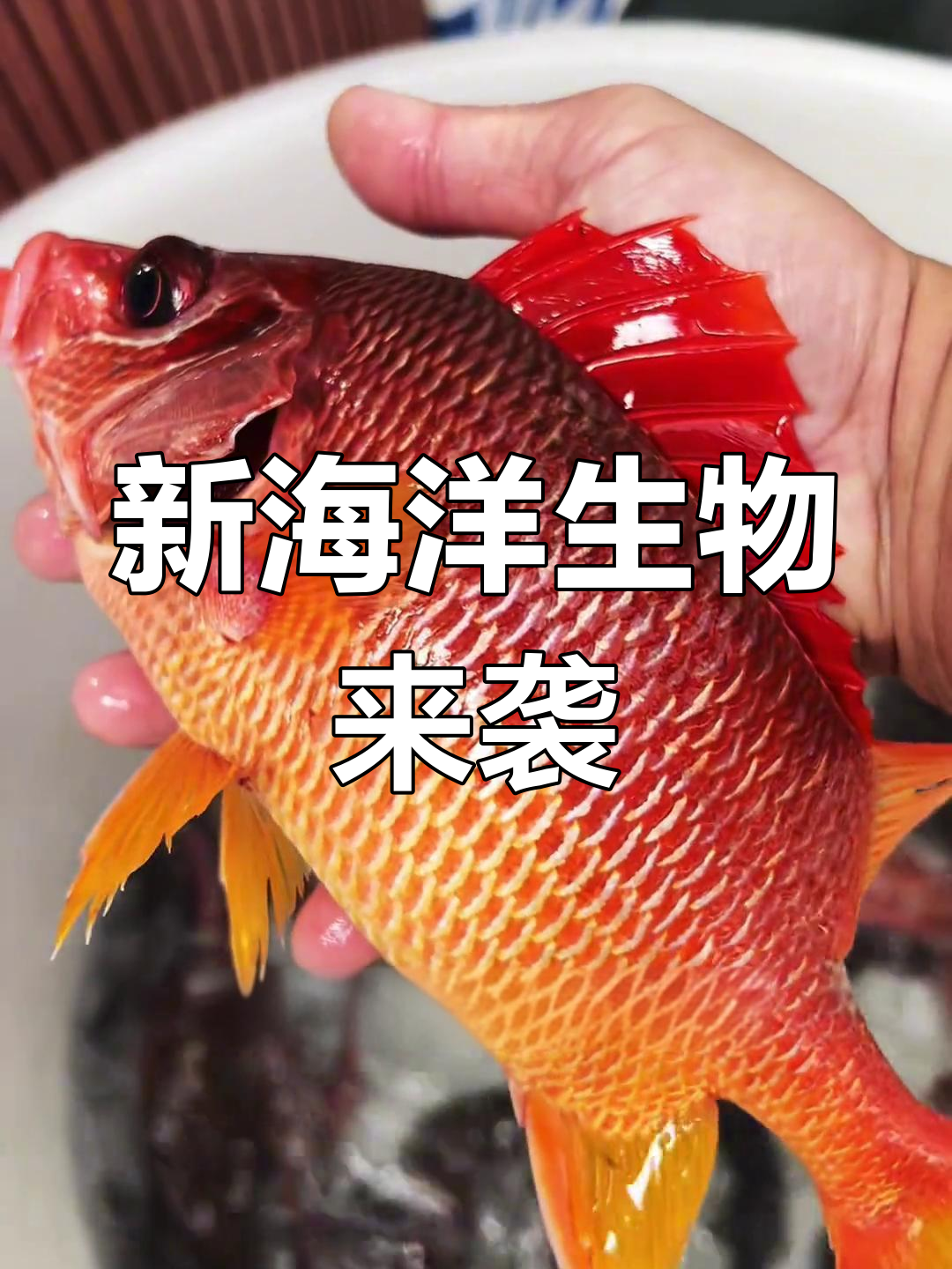 蒙古包鲨鱼池新生物大揭秘,精灵鲷与东星斑惊艳登场