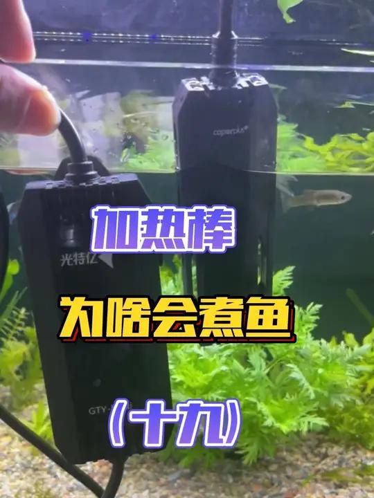 养鱼心法「第十九节」加热棒为啥会煮鱼?为啥会爆炸?冬天是否需要加热棒?加热棒怎么选?直接给