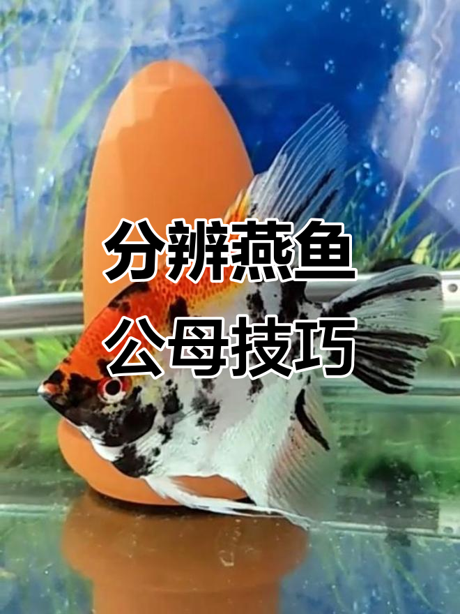 如何区分燕鱼公母,轻松掌握性别特征