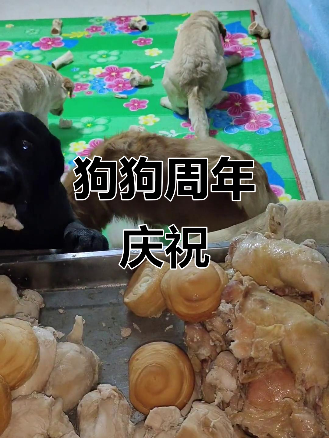 狗狗一周年庆,鸡腿、鸡胸肉与小面包大餐!