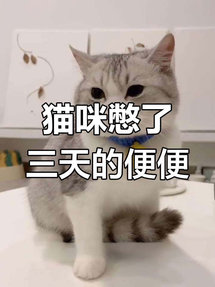 小猫三天不拉屎,开塞露一用就顺畅了