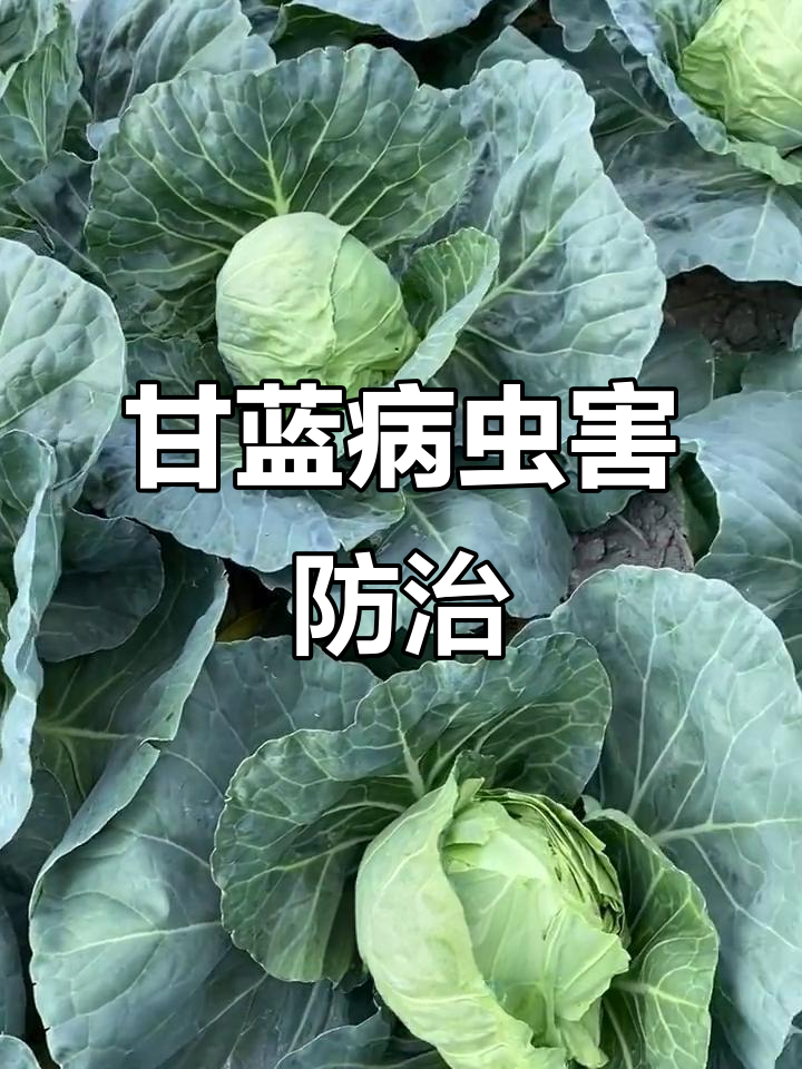 10月甘蓝种植技巧:如何预防霜霉病和黑根病