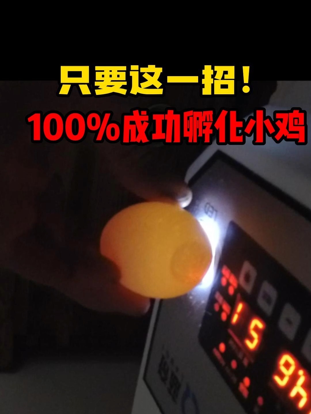 这样识别受精蛋,就能孵化出小鸡!